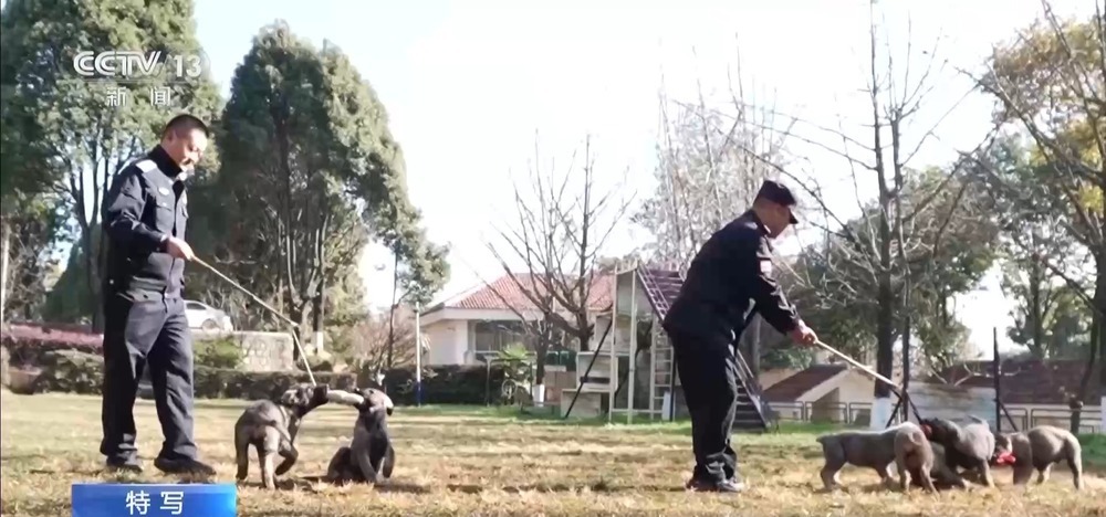 驯导员谈昆明犬：警犬不会演戏 每一次训练都是实战