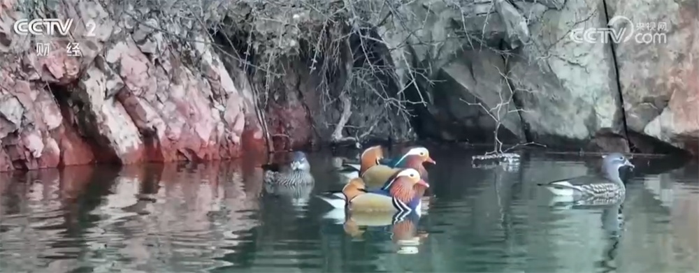 多地候鸟飞抵栖息地越冬 为壮阔山水画卷添上“灵动一笔”