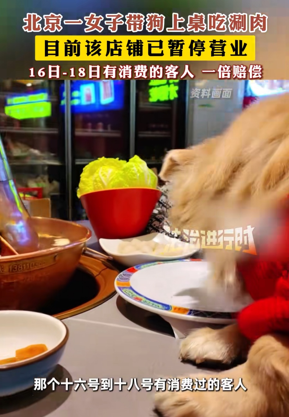 女子晒宠物狗上桌吃火锅，还夸“盘底都舔了”！餐厅回应：将赔偿其他顾客
