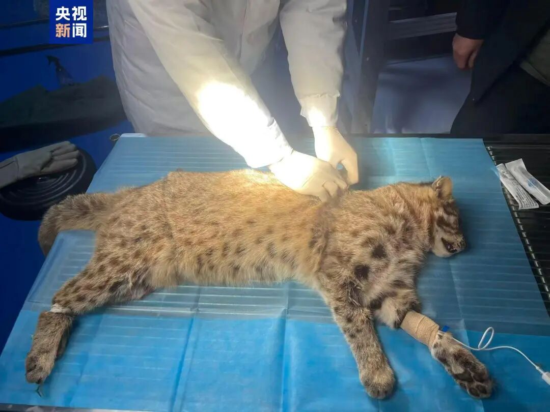 国家二级保护动物豹猫误入护路网 20分钟成功解救
