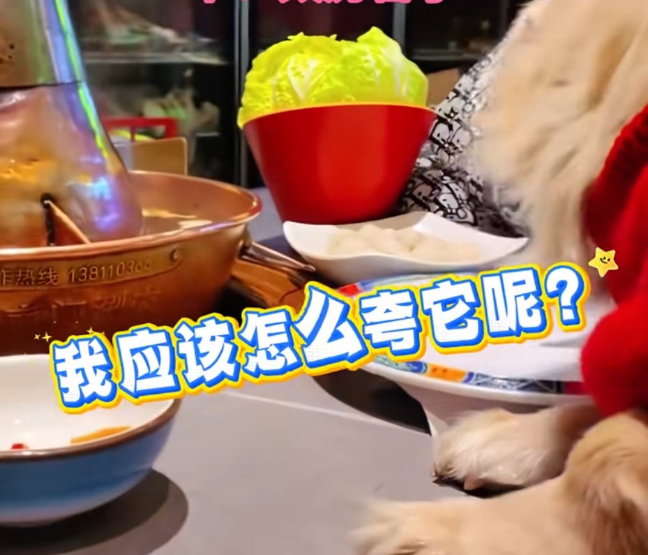 女子晒宠物狗上桌吃火锅，还夸“盘底都舔了”！餐厅回应：将赔偿其他顾客