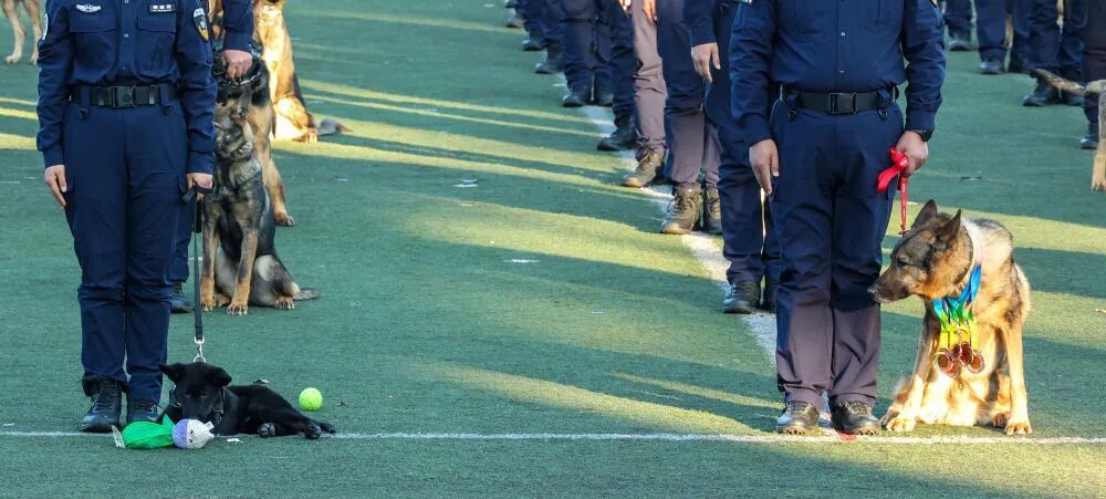 公安部：深度挖掘昆明犬价值