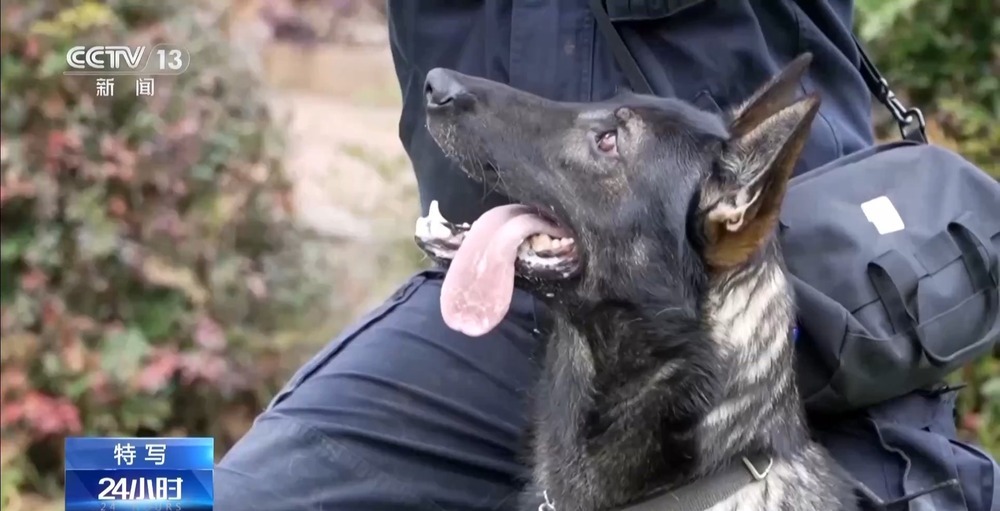 驯导员谈昆明犬：警犬不会演戏 每一次训练都是实战