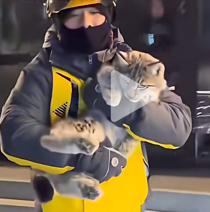 西宁野生动物园：被外卖小哥救下的小猞猁17日凌晨不治