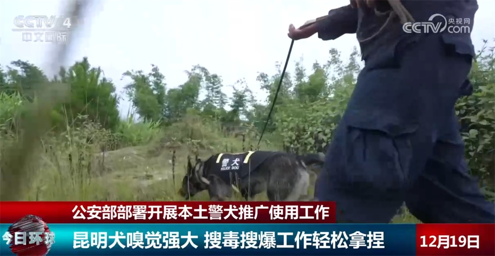 公安部部署开展本土警犬推广使用工作 一起看看“全能”昆明犬有多牛