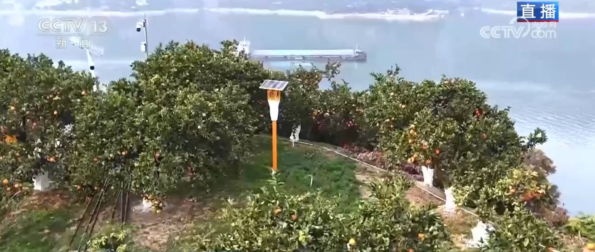 便捷物流助力丰收季农产品“鲜”出海外 小脐橙成为乡村振兴“黄金果”