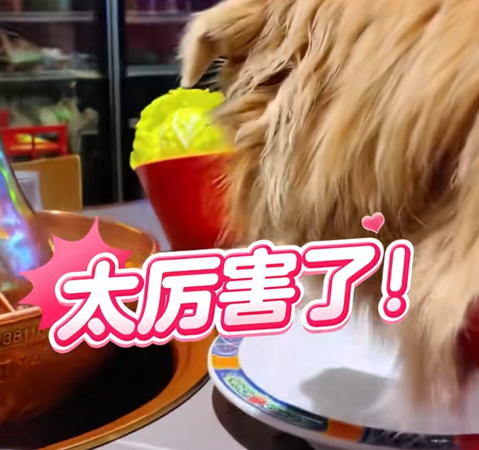 女子晒宠物狗上桌吃火锅，还夸“盘底都舔了”！餐厅回应：将赔偿其他顾客