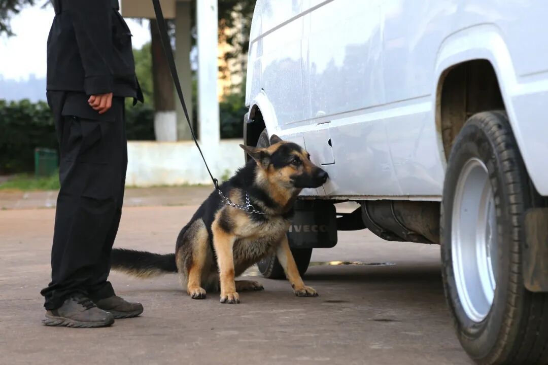 “全能战士”，中国警犬“昆明犬”！