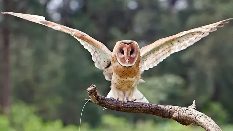 国家二级保护动物“猴面鹰”，成功获救！