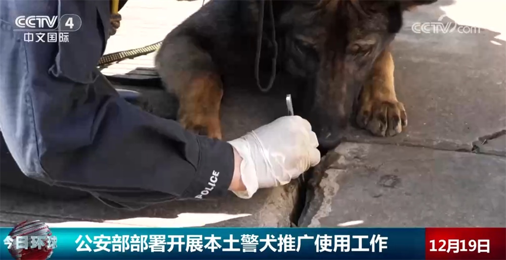 公安部部署开展本土警犬推广使用工作 一起看看“全能”昆明犬有多牛