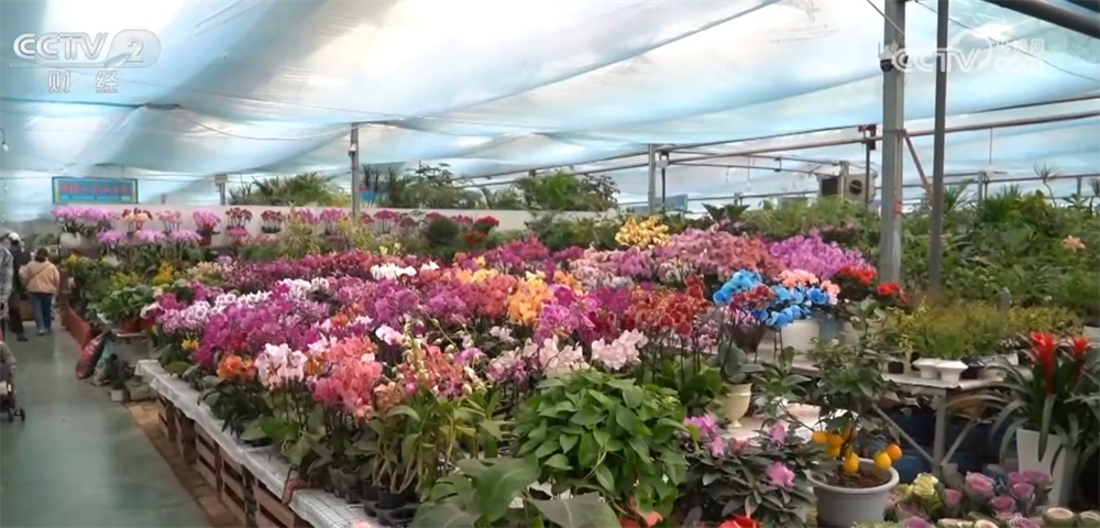 进口水果量升价降、年宵花卉供销两旺 节前消费市场“琳琅满目”货足价稳