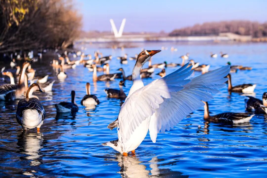 这个冬天去哪玩？沈阳16条冬季游特色线路来啦！