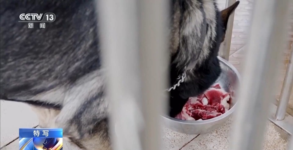 驯导员谈昆明犬：警犬不会演戏 每一次训练都是实战