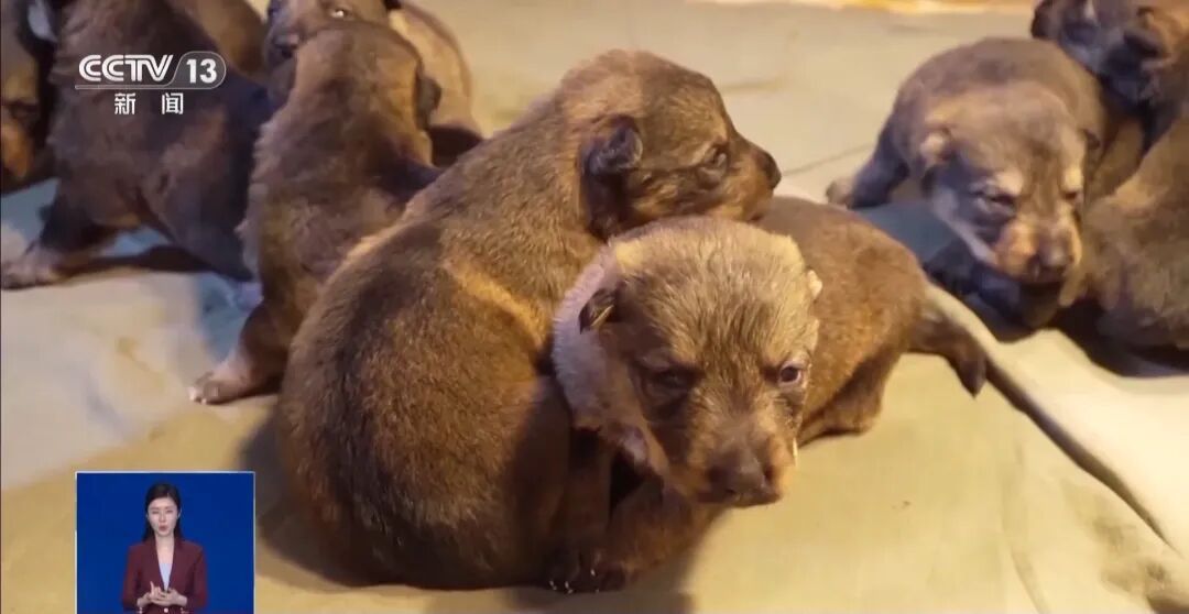 公安部严选！昆明犬为何是警犬界“国货之光”？