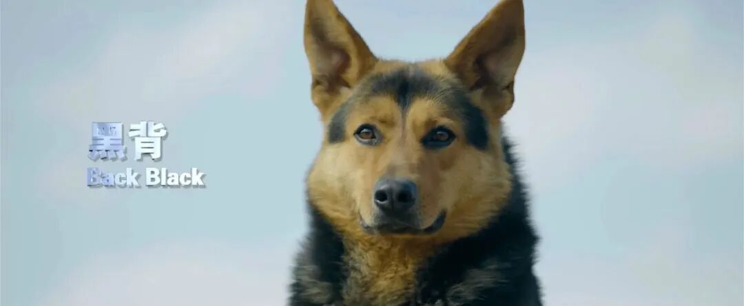 昆明犬，被公安部“点名”啦！