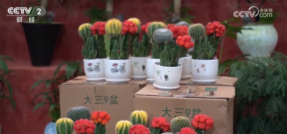 进口水果量升价降、年宵花卉供销两旺 节前消费市场“琳琅满目”货足价稳