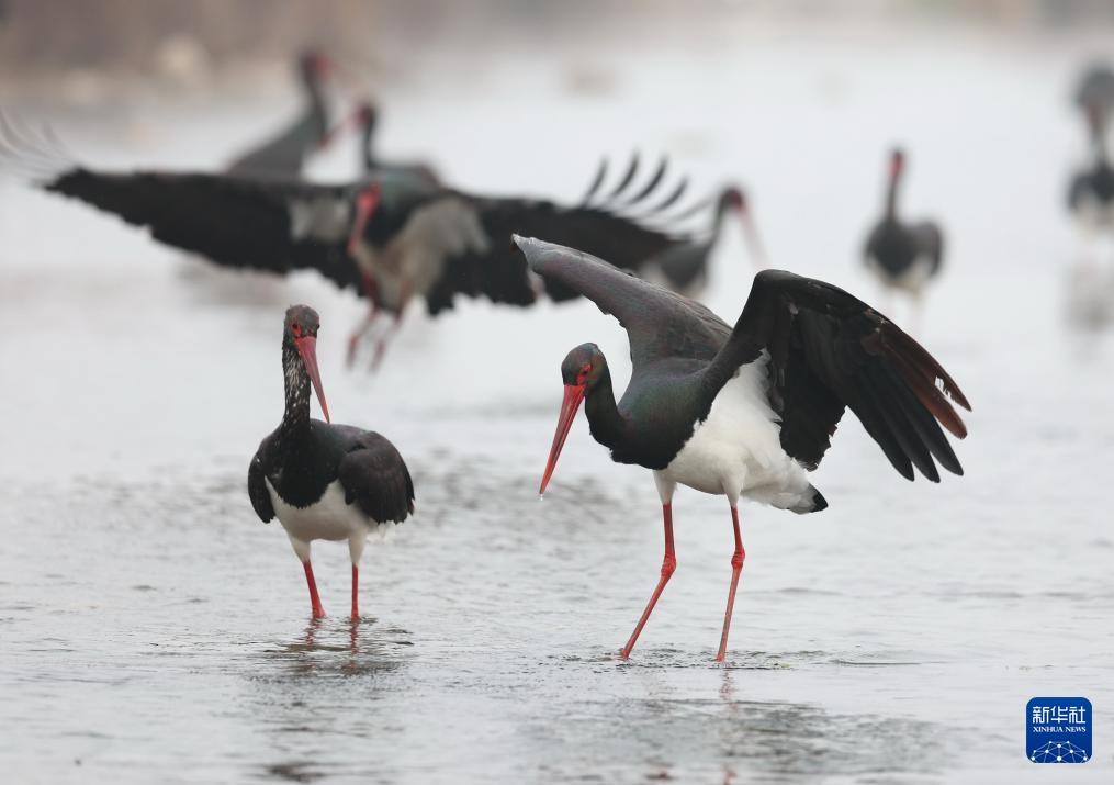 河北井陉：黑鹳栖息绵蔓河