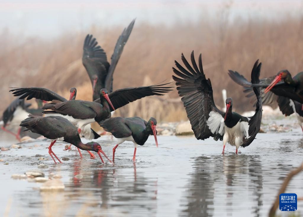 河北井陉：黑鹳栖息绵蔓河