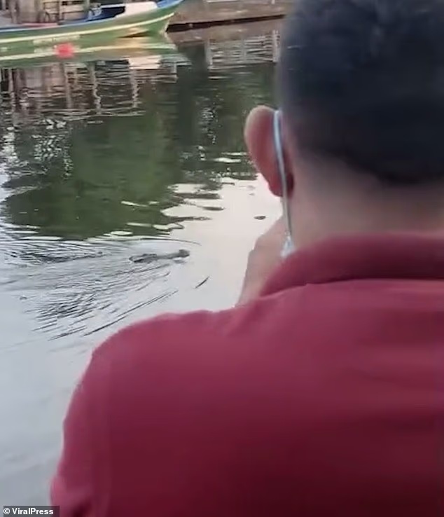 印尼10岁男孩被鳄鱼袭击身亡，同伴目睹他被拖走