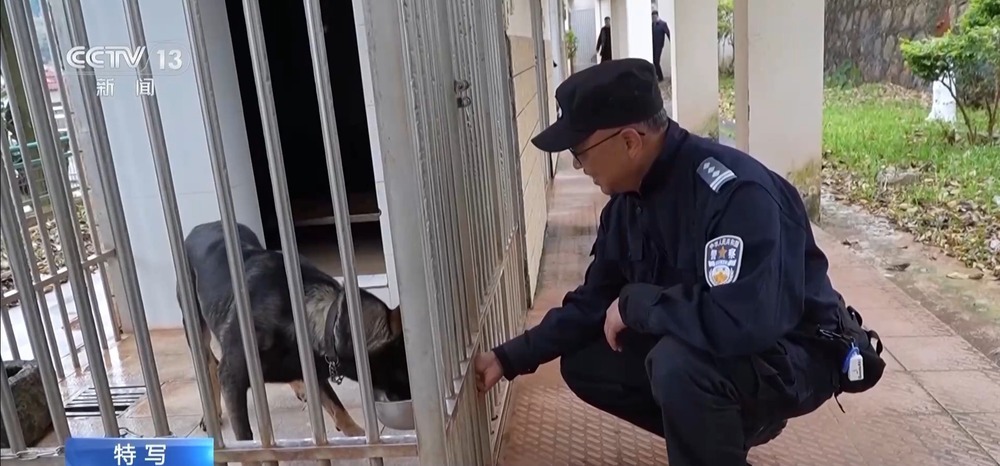 驯导员谈昆明犬：警犬不会演戏 每一次训练都是实战