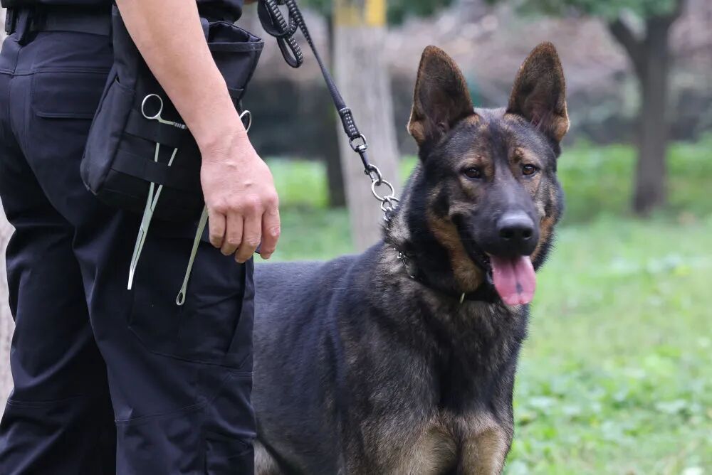 公安部：深度挖掘昆明犬价值