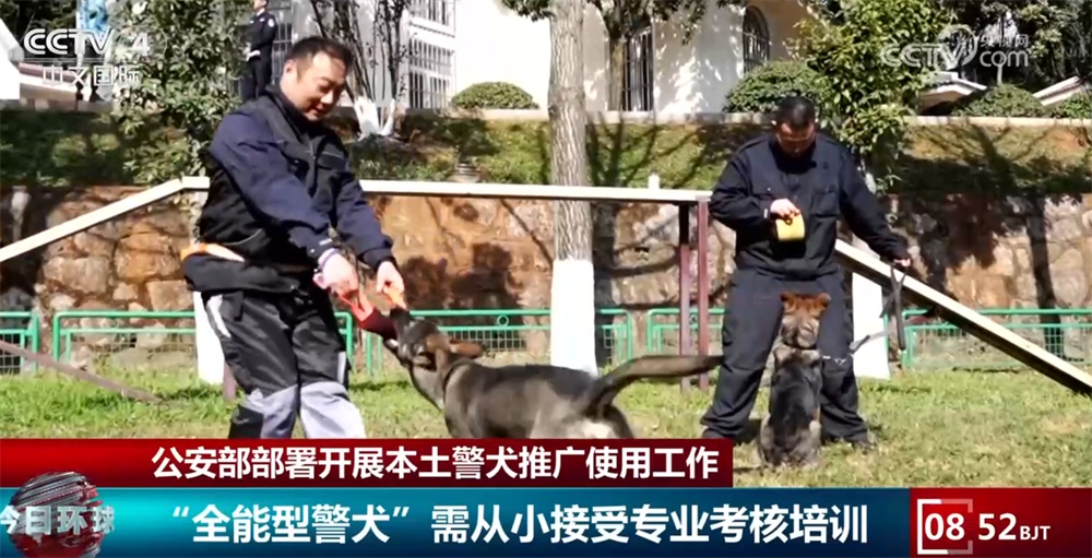 公安部部署开展本土警犬推广使用工作 一起看看“全能”昆明犬有多牛
