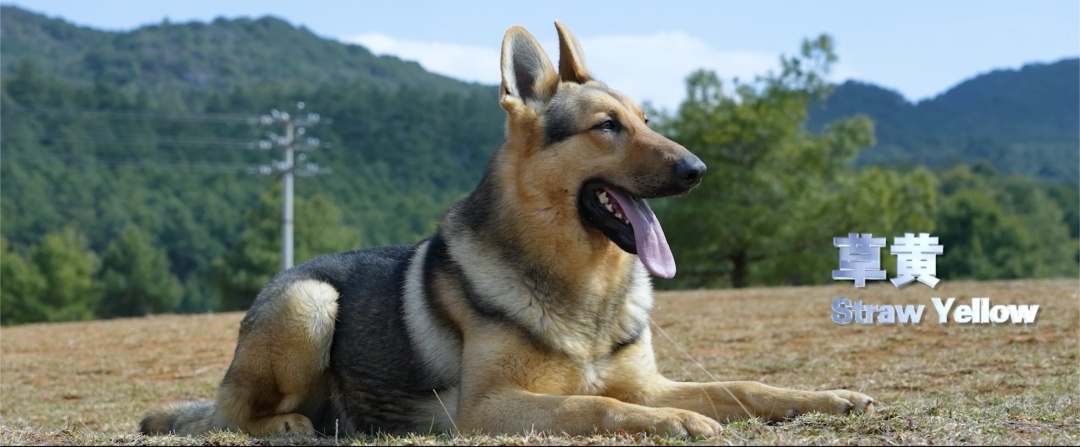 昆明犬，被公安部“点名”啦！