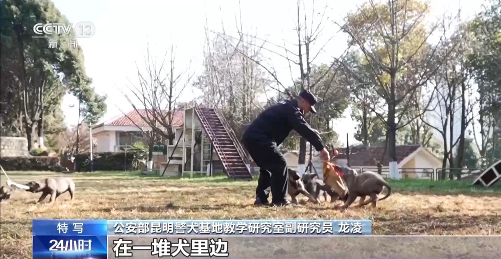驯导员谈昆明犬：警犬不会演戏 每一次训练都是实战