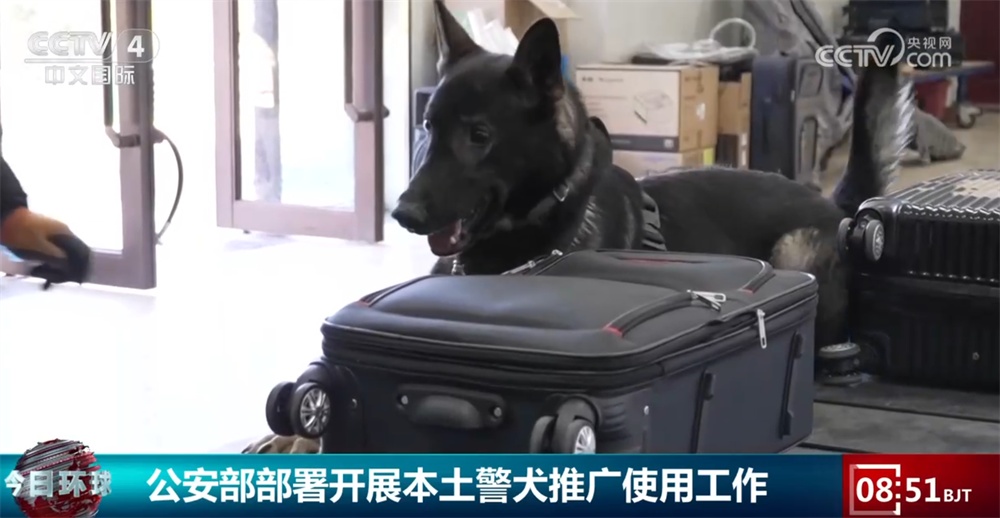 公安部部署开展本土警犬推广使用工作 一起看看“全能”昆明犬有多牛