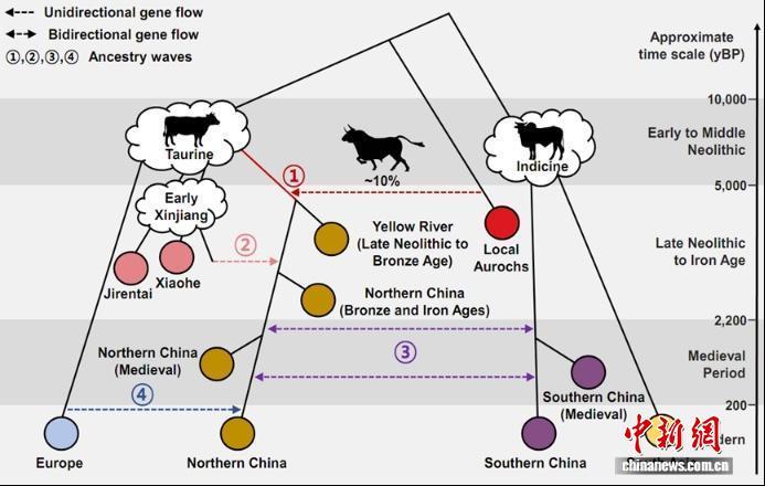 中韩科学家揭开东亚地区家牛起源之谜