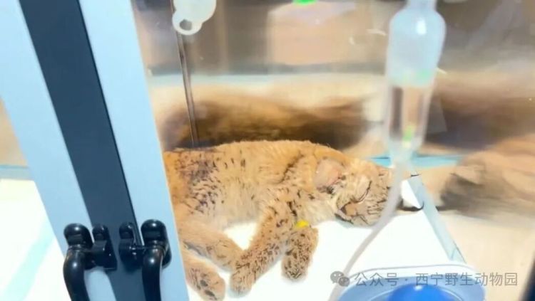 西宁野生动物园：被外卖小哥救下的小猞猁17日凌晨不治