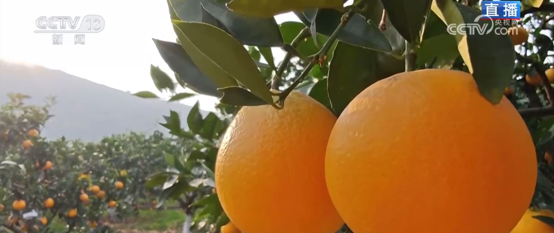 便捷物流助力丰收季农产品“鲜”出海外 小脐橙成为乡村振兴“黄金果”