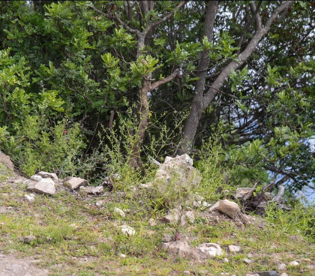 四川发现新物种“木里獐牙菜”