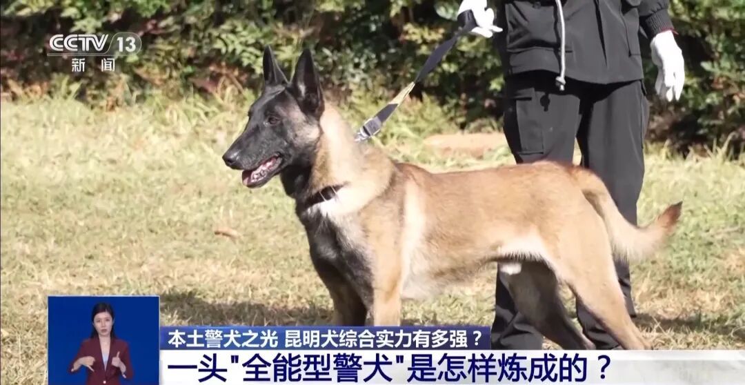 “全能型警犬”怎么才能持证上岗？