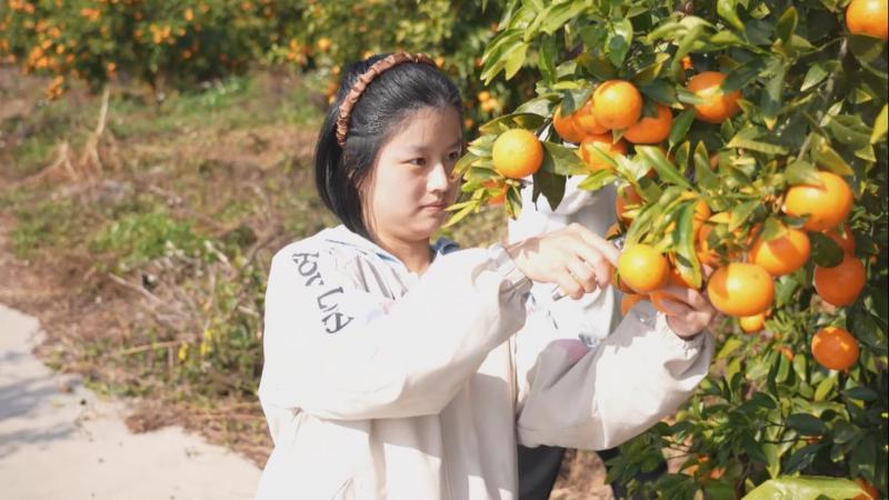 江西上犹：沃柑年产突破500万斤 热销大湾区长三角