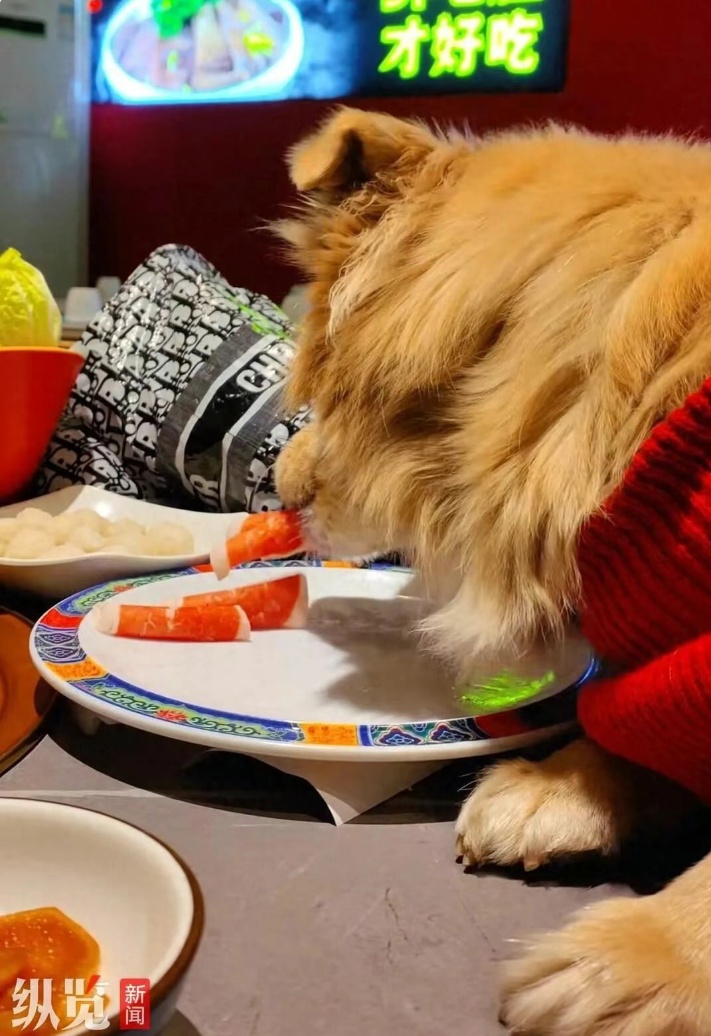 北京一知名涮肉店惊现顾客带狗上桌吃肉舔盘子，涉事门店回应——