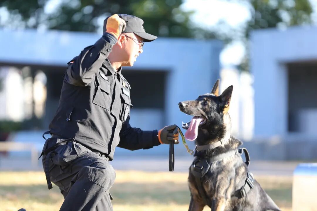 “全能战士”，中国警犬“昆明犬”！