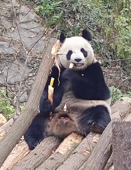 网友称老太为逗熊猫投掷打火机 &nbsp; 工作人员回应熊猫被投掷打火机