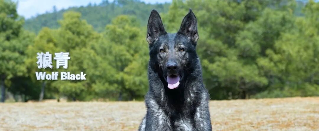 昆明犬，被公安部“点名”啦！