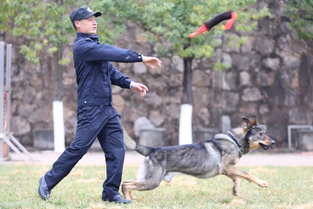 “全能战士”，中国警犬“昆明犬”！