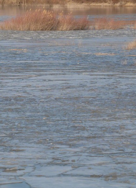 壮观！黄河宁夏段进入流凌结冰期！