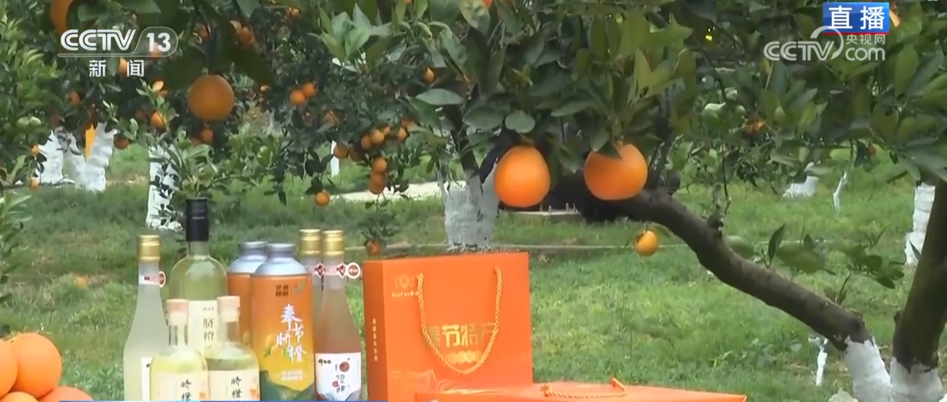 便捷物流助力丰收季农产品“鲜”出海外 小脐橙成为乡村振兴“黄金果”