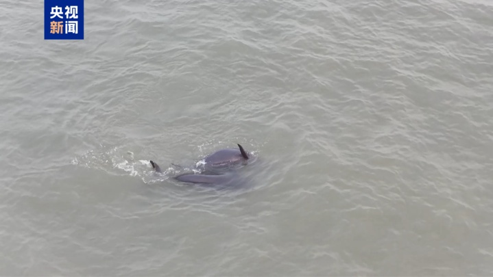 长江江豚惊喜现身 摄影爱好者拍下珍贵画面