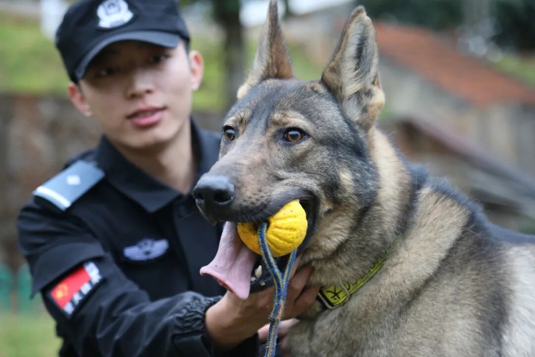 “全能战士”，中国警犬“昆明犬”！