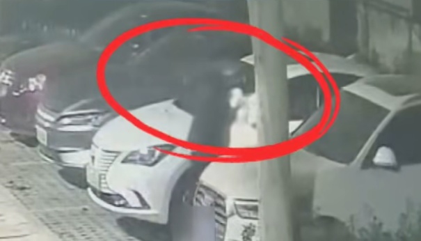 凌晨，有人在车辆上张贴“小卡片”！警方提醒：看到立即报警