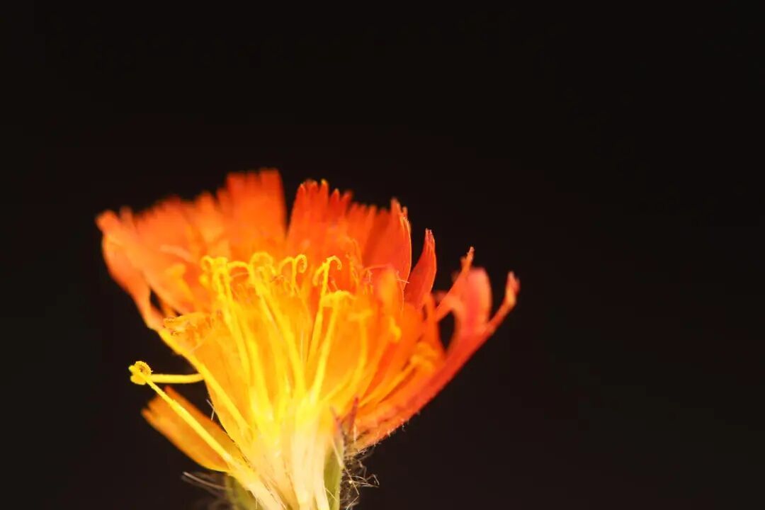 国内首次发现！新物种+1