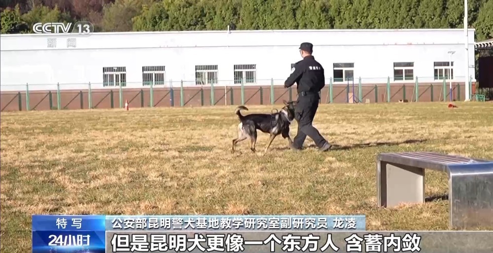 驯导员谈昆明犬：警犬不会演戏 每一次训练都是实战