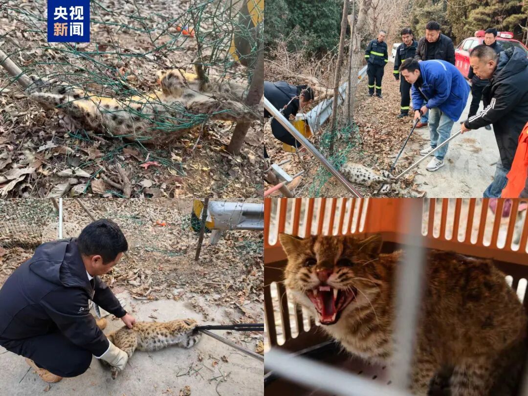 国家二级保护动物豹猫误入护路网 20分钟成功解救