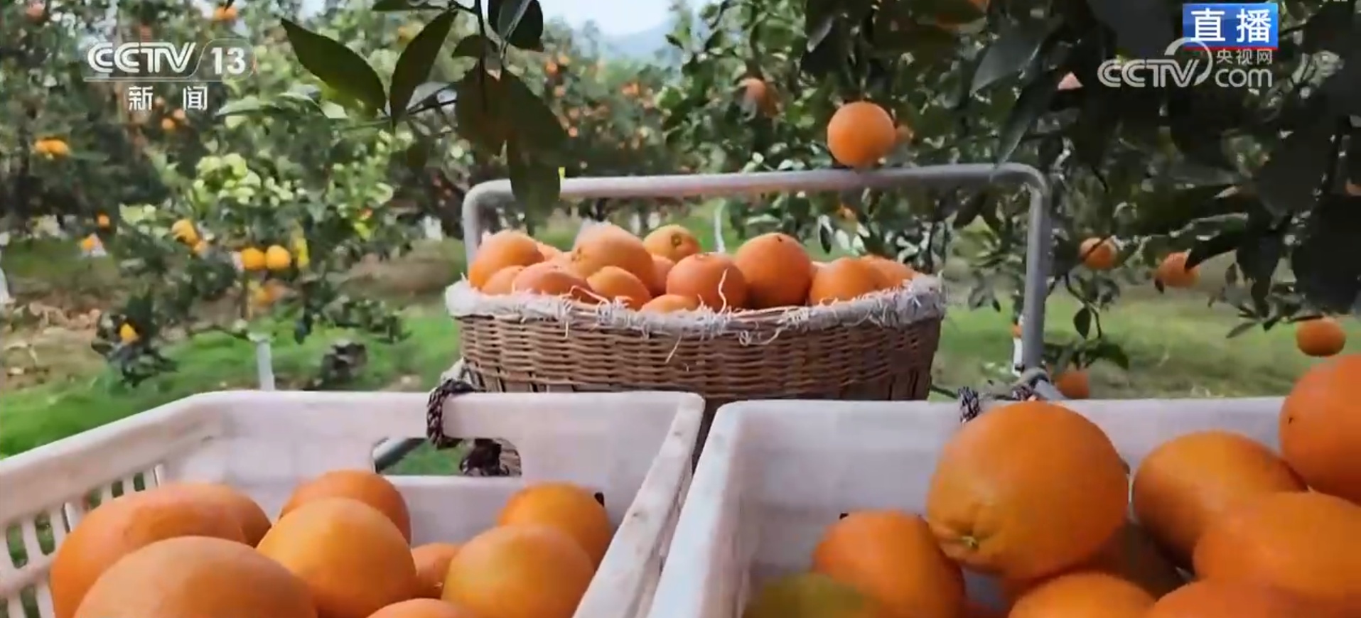 便捷物流助力丰收季农产品“鲜”出海外 小脐橙成为乡村振兴“黄金果”