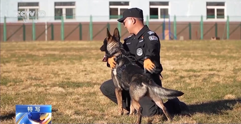 驯导员谈昆明犬：警犬不会演戏 每一次训练都是实战